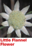 Little Flannel Flower - Australian Bush Flower Relationship Essence